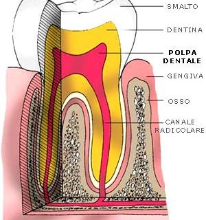 Endodonzia